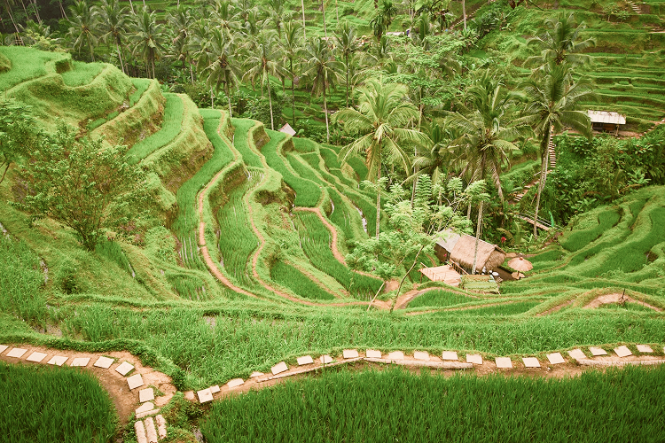 テガラランライステラス